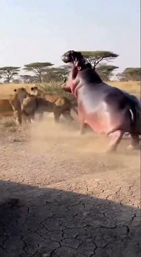 “Lion Caught Off Guard by Brutal Crocodile Ambush | Insane 4K Wildlife Moment! 🦁🐊”