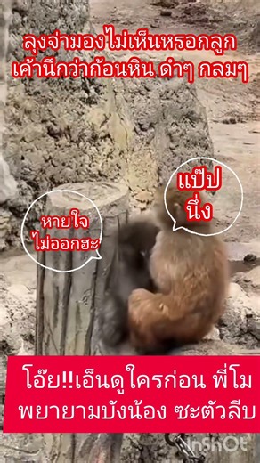 Punch is afraid of the alpha male monkey, isn't he, son? #JapaneseMacaque #monkey #JapaneseMacaque