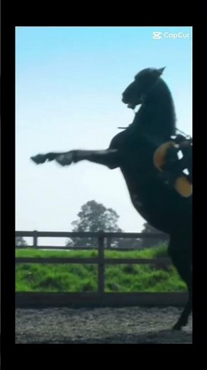 Free rein Edit || Raven #horse #freerein #equestrian #edit #trendy #zoe #mia