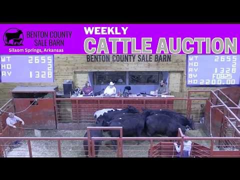 BENTON COUNTY SALE BARN | Ozark State Line Cattle Market Pulse 🔗 Siloam Springs Live | 4.23.26