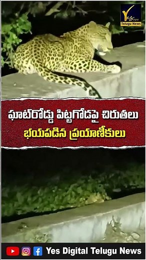 Leopards Create Panic in Nellore | Big Cats Spotted on Rapur–Chitvel Ghat Road