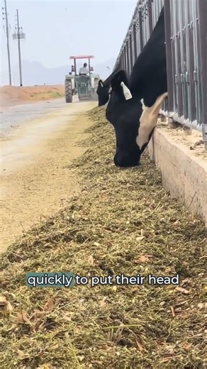 Big vs. Small Farms: The Surprising Benefits of Scaling Up