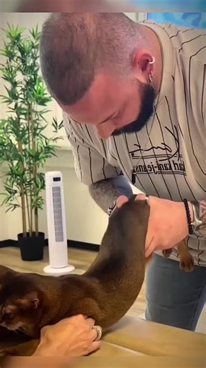 Discover Animal Chiropractic Adjustments: ASMR Therapy
