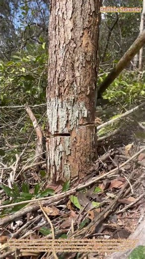 Abattage mécanisé : coupe de bois à l'aide d'une tronçonneuse électrique