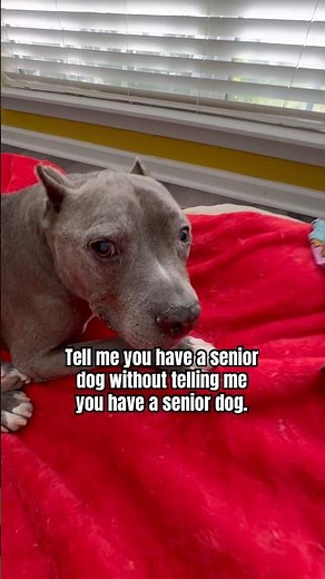 This is how I prevent my senior dog from slipping on our floors