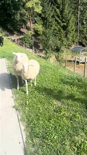 These Two Kelpies Knew Exactly What To Do! 🐑🐕🔥 #kelpie #workingkelpie #animals #kelpie