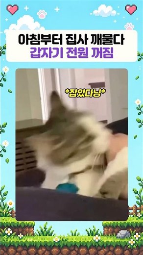 아침부터 집사 깨물다 갑자기 전원 꺼짐ㅋㅋ