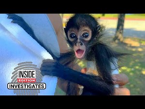 Preview: Investigation Finds Spider Monkeys For Sale