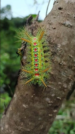 DANGEROUS_ SADDLEBACK 🐛 CATERPILLAR _THE VENOMOUS