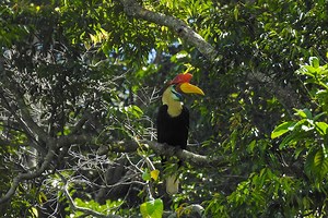 Our Planet | Forests | FULL EPISODE | Netflix - MAHB