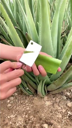 Hands Using a Cleaver to Cut a Large Aloe Vera Leaf in a Field