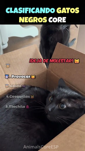 Clasificando los MEJORES Momentos de Gatos Negros🐈‍⬛💥