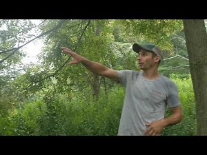 Black Locust from seed after a decade