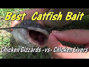 Catfishing | Best Bait | Chicken Livers vs Chicken Gizzards