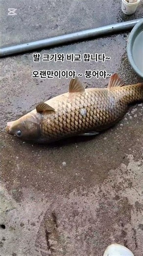 잉어를 잡았어요~ 용왕님 아들이려나~ #민물낚시 #방조제낚시 #fishing