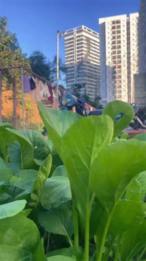 Trải nghiệm làm rau sạch