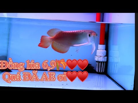 QUÁ ĐÃ AE ƠI - ĐỒNG LÚA 6,9🌾♥️♥️ - CÁ RỒNG VIỆT NAM AROWANA | 612