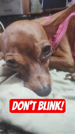 don't blink! 🤣😂 #dog #viral