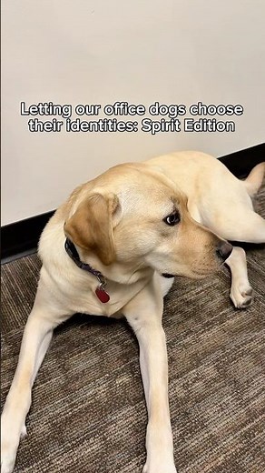 Letting Office Dogs CHOOSE Their Identities | Embrace Pet Insurance