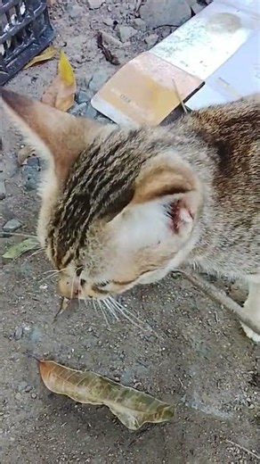 Con mèo mướp và cái cây