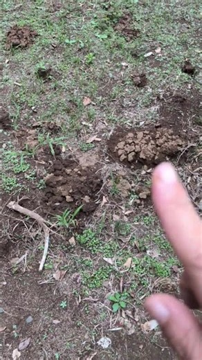 【モグラの巣】親子だと思われる大小のモグラの巣がたくさん！