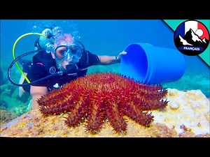 Meet the Most Poisonous Starfish | Amazing Sea Creatures | Brave Wilderness