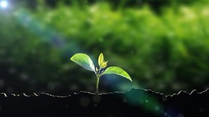 Grass Seeds Sprout Grow Stock Footage Video (100% Royalty-free) 1096416731 | Shutterstock