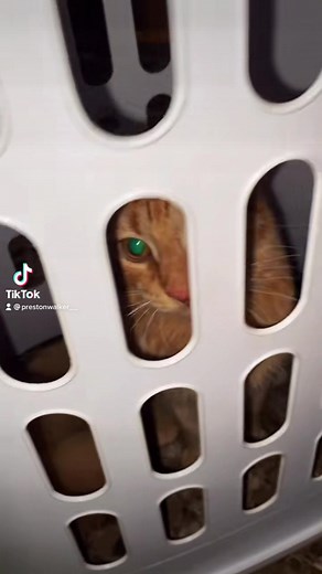 Who remembers “Cat Jail🐈⛓” 😂 #prestontalks #prestonscats