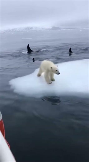 Orca Pod Hunts Polar Bear Cub – Rare Arctic Encounter Captured on Camera