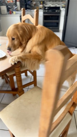People ask me if Negan is a good boy when we are home 🤷🏼 Paws Be With You #neganthetherapydog #baddog #goodestboy #pawsbewithyou | Charlene Rothe