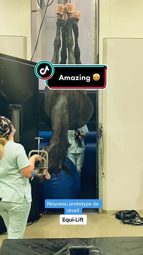 Matelas réveil pour chevaux Equi-Lift : Nouveau prototype incroyable 🤩