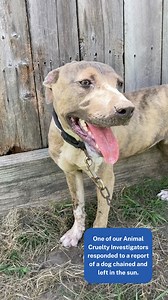 8.7K views · 414 reactions |  Our Animal Cruelty Investigators...