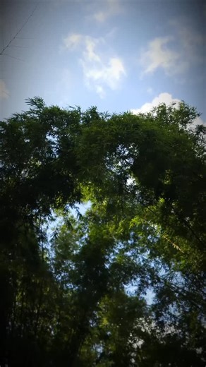 IUIC TRINIDAD & TOBAGO on Instagram: "Did You Keep The Feast Of Tabernacles ⛺️? If You Didn't, Then You Missed Out, Because According To Our Mighty Captain Osee, The Entire World Participated In The Feast 🔥🔥 Here's A Recap From Trinidad & Tobago 🌴🍃 #iuic #iuictt #iuictv #trinidadandtobago #tabernacles #feastofbooths #Worldwide #joyfulness #Gladness #Unity #nathanyel7 #explorepage #fyp #viralvideos"