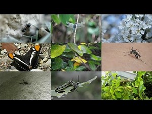 Insects for kids: pronunciation in English (with videos)