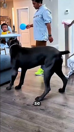 The Dog Who Chose To Protect The Baby