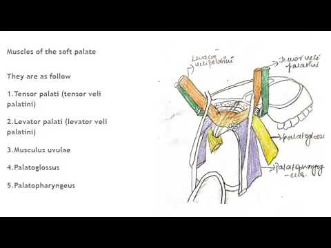 Muscles of soft palate-Tensor veli palatini