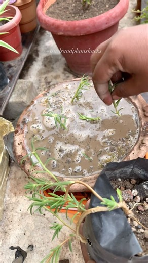 “How to Grow Moss Rose from Cuttings | Hanging Pot Gardening Idea 🌸 | #garden #greenlove #shorts ”