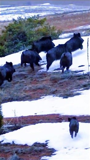 Wild Boar Shows Up Fast – One Shot #hunting #wildlife #wildboar #animals #hunters #raisedhunting