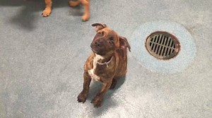 17K views · 729 reactions | Don't let Monday get you down, we have puppies! Margie (A1000772), the brindle pup, and Rita (A1000773), the darker red pup, are two of the babies available for adoption at DAS today. The adoption fee is just $20 and they will be spayed/neutered, microchipped and vaccinated. | Dallas Animal Services and Adoption Center | Facebook