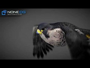 3D Animated Falcon