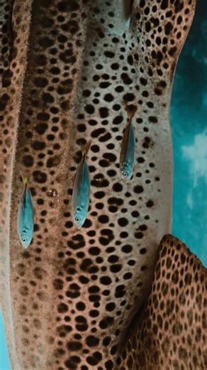 The Leopard shark Otherwise known as the Zebra shark in the northern hemisphere, this shark is one of the most beautiful creatures to inhabit Australian waters. How similar their patterns are to the land dwelling le #fypシ #foryoupage #real #reels #animal #videos #fyp #viralpost #viralvideo #reelsvideo #ocean #whale #dolphin #shark #fish | The SEA