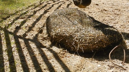 1.3K views | Handy Hay Nets are the easiest, most simple, versatille...