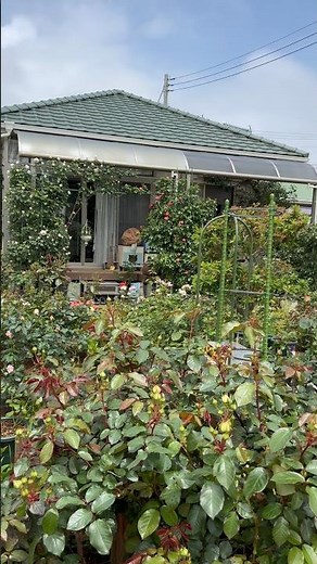 บ้านกุหลาบ ความสวยงามที่เริ่มจากการปลูก #กุหลาบ #garden #กุหลาบก็รักผักก็ปลูก