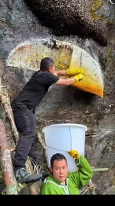 70K views · 778 reactions | Role of honey bee queen, honey business, royal jelly #HoneyBeeQueen #BeeQueen #Apiculture #BeeColony #QueenBee #BeeHealth #Pollination #BeeBiology #InsectBehavior #Apiary Honey bee queen, bee queen, apiculture, bee colony, queen bee, bee health, pollination, bee biology, insect behavior, apiary, beekeeping, queen pheromones. | GD King | Facebook