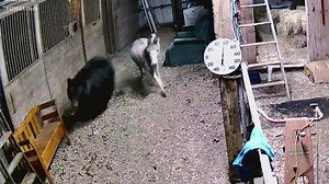 Deadly bear attack on donkey has experts warning on increasing danger