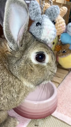 がぶ飲み❣️🐰😋🥛😂💦