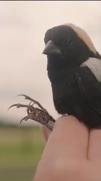 Following Flight Paths: Tracking Bobolink