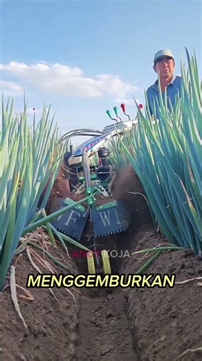 Mesin Kultivator Mini di Kebun Bawang, Cepat & Efisien! 🌱🚜