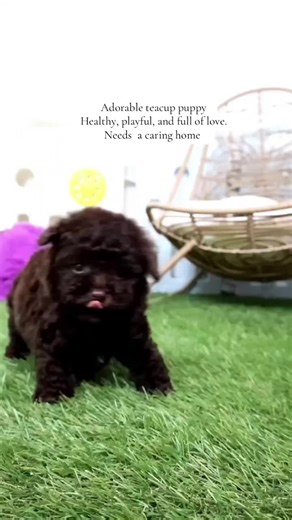 Adorable teacup puppy Healthy, playful, and full of love. Needs a caring home #TinyPuppies #MiniPuppyLove #CutePuppyVibes #LittlePawFriends #PuppyCuteness