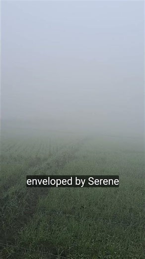 #fog #nature #beautifulearth #morning